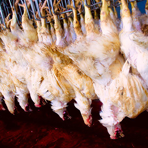 Chicken slaughter line